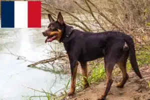 Přečtete si více ze článku Chovatelé australských kelpií a štěňat ve Francii