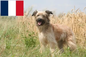 Přečtete si více ze článku Berger des Pyrenees chovatelé a štěňata ve Francii