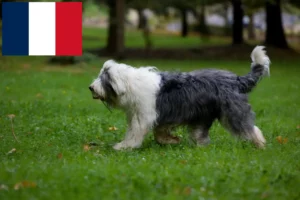 Přečtete si více ze článku Chovatelé bobtailů a štěňat ve Francii