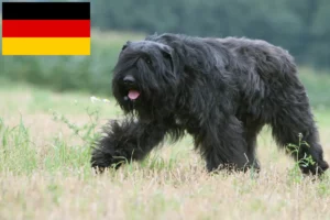 Přečtete si více ze článku Chovatelé a štěňata plemene Bouvier des Flandres v Německu