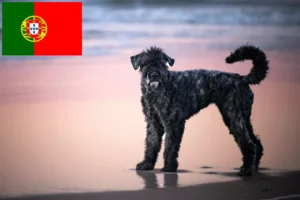 Přečtete si více ze článku Chovatelé a štěňata Bouvier des Flandres v Portugalsku