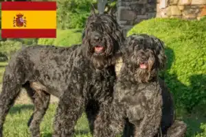 Přečtete si více ze článku Bouvier des Flandres chovatelé a štěňata ve Španělsku