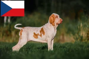 Přečtete si více ze článku Chovatelé a štěňata Bracco Italiano v České republice