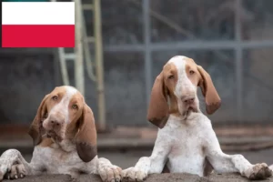 Přečtete si více ze článku Chovatelé a štěňata Bracco Italiano v Polsku