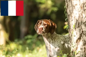 Přečtete si více ze článku Braque français type Gascogne chovatelé a štěňata ve Francii