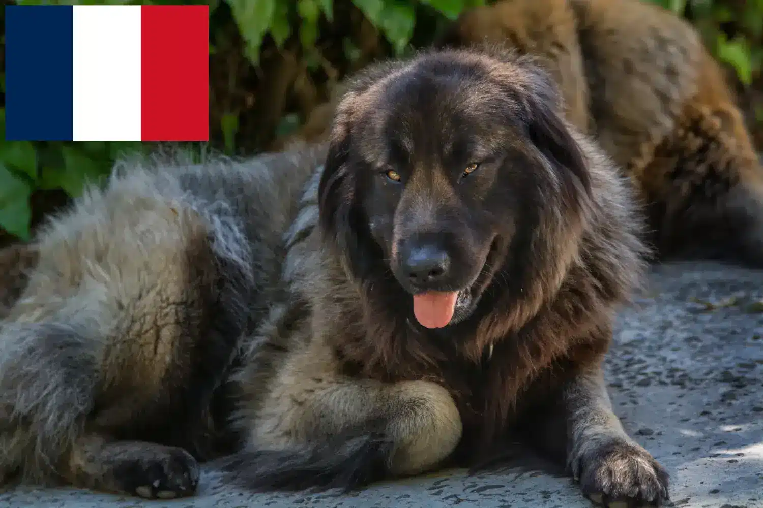 Přečtete si více ze článku Cão Da Serra Da Estrela chovatelé a štěňata ve Francii