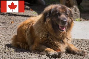 Přečtete si více ze článku Cão Da Serra Da Estrela chovatelé a štěňata v Kanadě