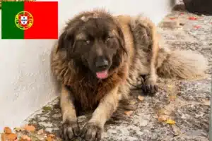 Přečtete si více ze článku Cão Da Serra Da Estrela chovatelé a štěňata v Portugalsku