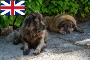 Přečtete si více ze článku Chovatelé a štěňata Cão Da Serra Da Estrela ve Velké Británii