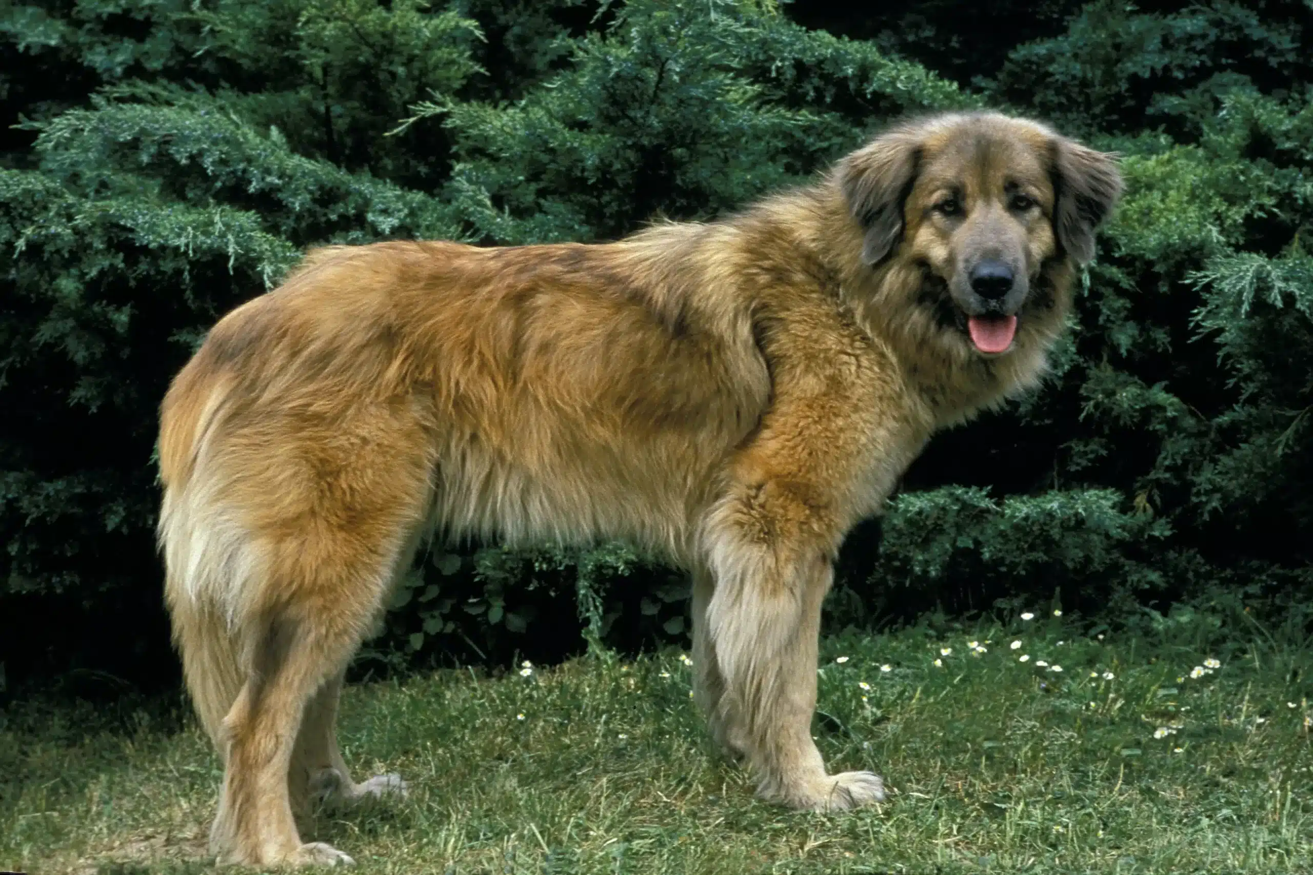 Přečtete si více ze článku Cão Da Serra Da Estrela Chovatel