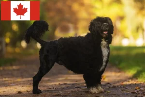 Přečtete si více ze článku Cão de Agua português chovatelé a štěňata v Kanadě