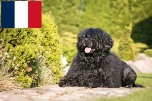 Přečtete si více ze článku Chovatelé a štěňata Cão de Agua português ve Francii