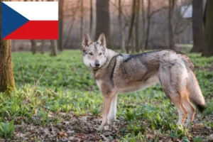 Přečtete si více ze článku Chovatelé československých vlčáků a štěňat v České republice