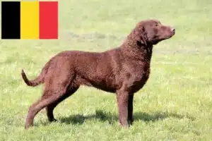 Přečtete si více ze článku Chesapeake Bay Retriever chovatelé a štěňata v Belgii