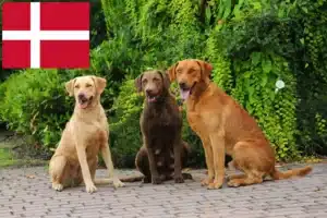 Přečtete si více ze článku Chesapeake Bay Retriever chovatelé a štěňata v Dánsku