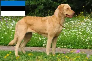 Přečtete si více ze článku Chesapeake Bay Retriever chovatelé a štěňata v Estonsku