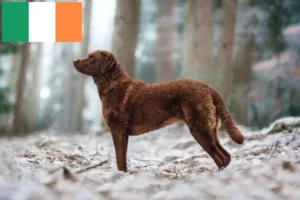 Přečtete si více ze článku Chesapeake Bay Retriever chovatelé a štěňata v Irsku