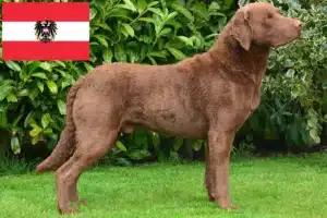 Přečtete si více ze článku Chesapeake Bay Retriever chovatelé a štěňata v Rakousku