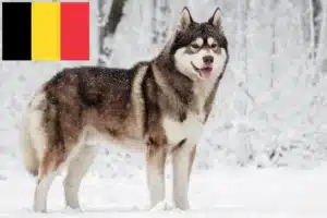 Přečtete si více ze článku Chovatelé huskyho a štěňata v Belgii