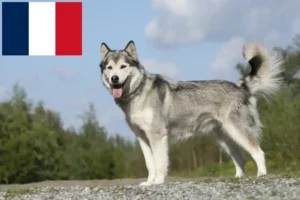 Přečtete si více ze článku Chovatelé huskyho a štěňata ve Francii