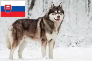 Přečtete si více ze článku Chovatelé huskyho a štěňata na Slovensku