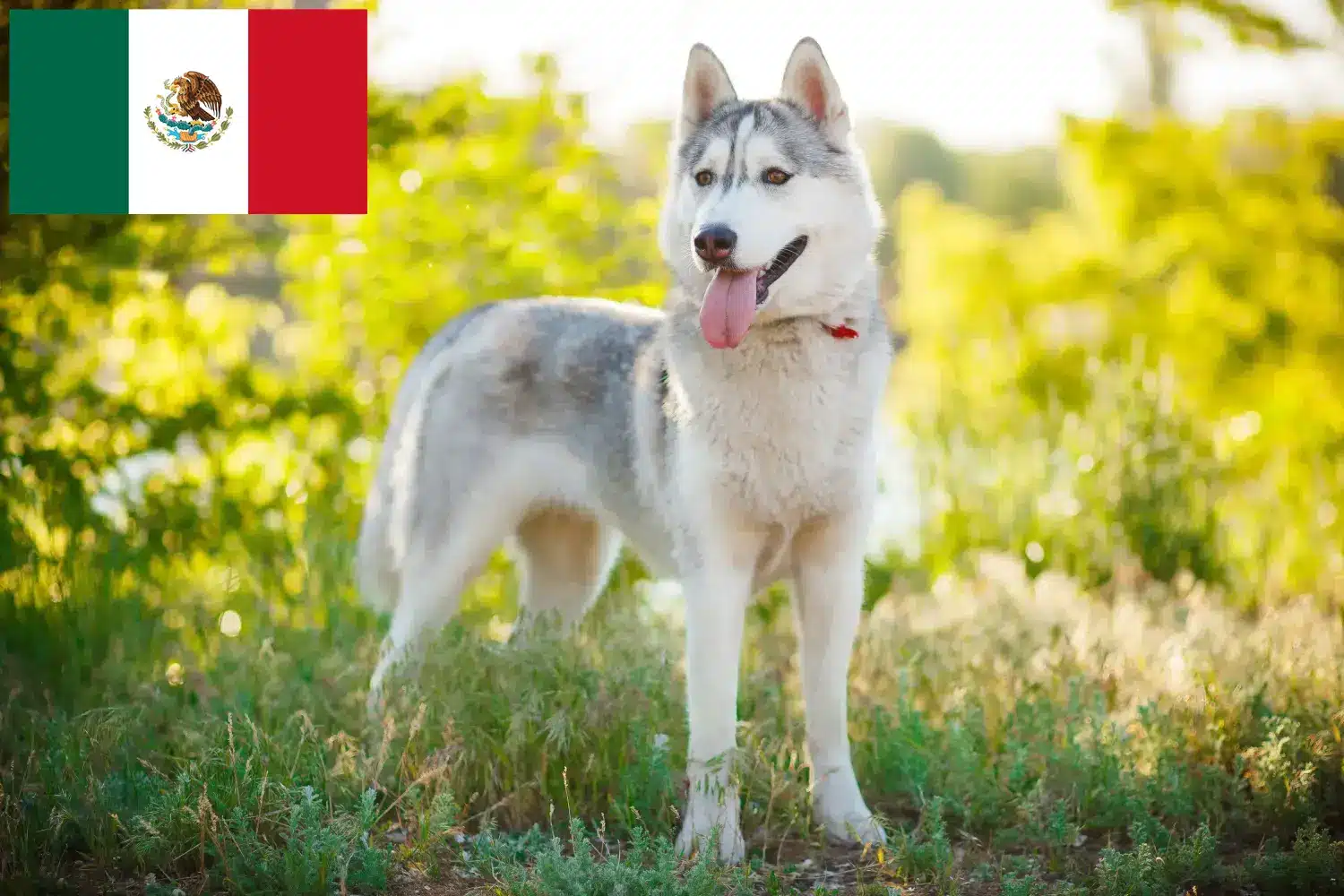 Přečtete si více ze článku Chovatelé huskyho a štěňata v Mexiku