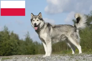 Přečtete si více ze článku Chovatelé huskyho a štěňata v Polsku