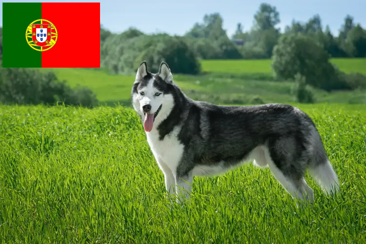 Přečtete si více ze článku Chovatelé huskyho a štěňata v Portugalsku