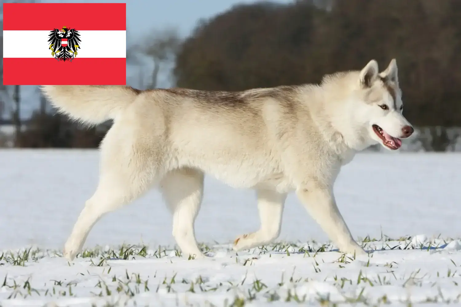 Přečtete si více ze článku Chovatelé huskyho a štěňata v Rakousku