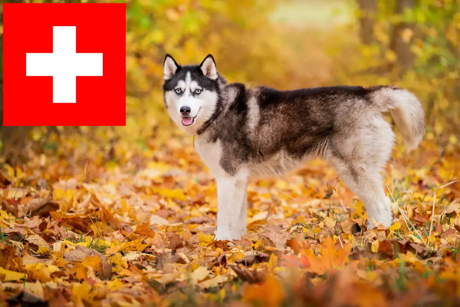 Přečtete si více ze článku Chovatelé huskyho a štěňata ve Švýcarsku