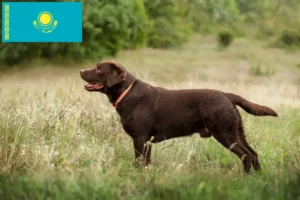 Přečtete si více ze článku Chovatelé labradorů a štěňat v Kazachstánu