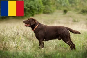 Přečtete si více ze článku Chovatelé labradorů a štěňat v Rumunsku