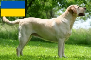 Přečtete si více ze článku Chovatelé labradorů a štěňat na Ukrajině