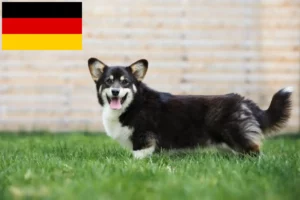 Přečtete si více ze článku Chovatelé velšských corgiů a štěňat v Německu