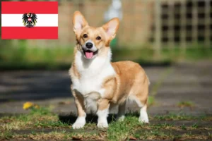 Přečtete si více ze článku Chovatelé velšských corgiů a štěňat v Rakousku