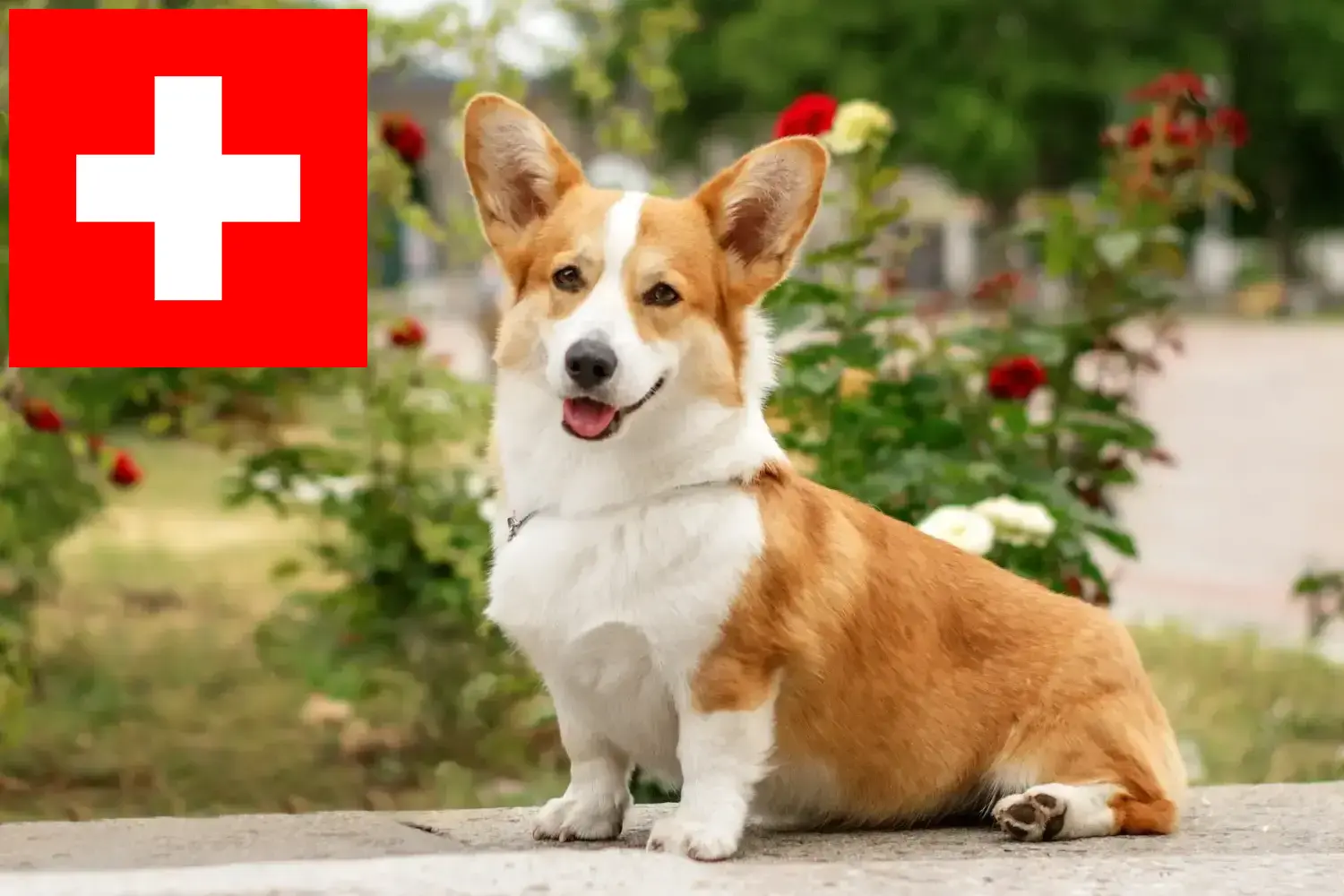 Přečtete si více ze článku Chovatelé velšských corgiů a štěňat ve Švýcarsku