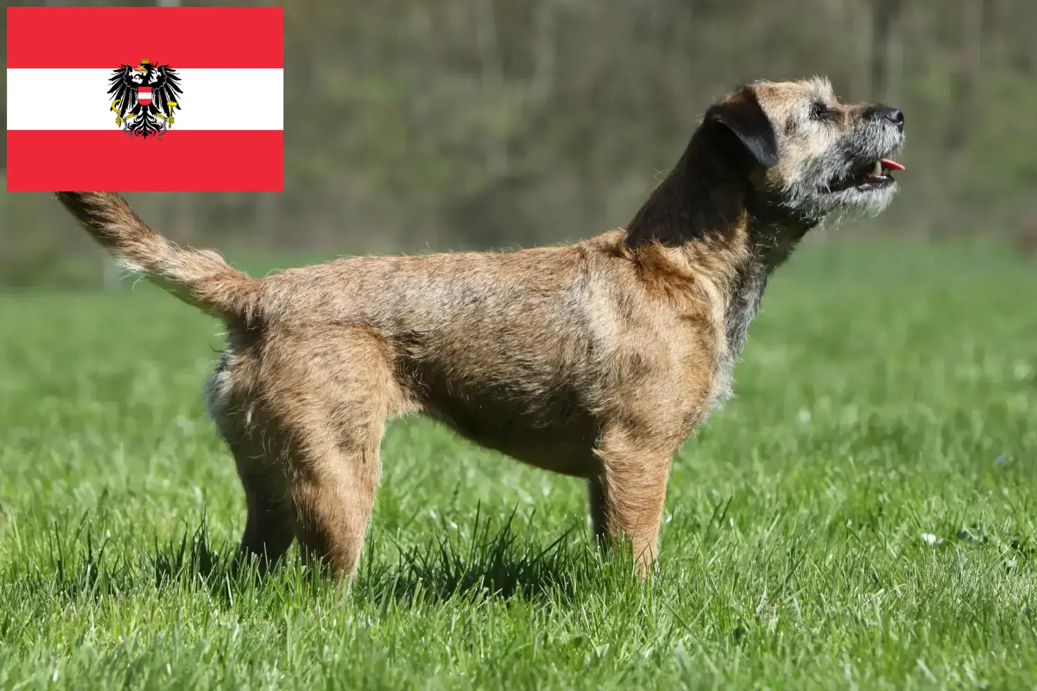 Přečtete si více ze článku Chovatelé border teriérů a štěňat v Rakousku