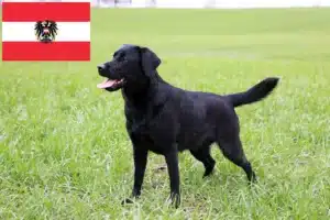 Přečtete si více ze článku Chovatelé labradorů a štěňat v Rakousku