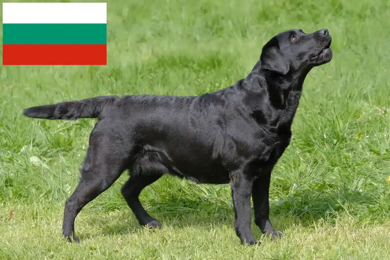 Přečtete si více ze článku Chovatelé labradorů a štěňat v Bulharsku