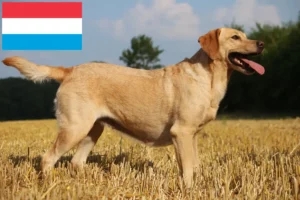 Přečtete si více ze článku Chovatelé labradorů a štěňat v Lucembursku