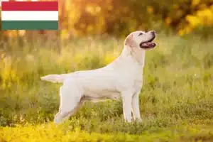 Přečtete si více ze článku Chovatelé labradorů a štěňat v Maďarsku