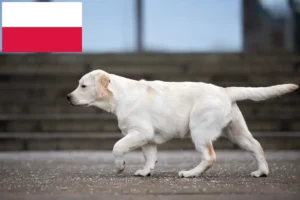 Přečtete si více ze článku Chovatelé labradorů a štěňat v Polsku