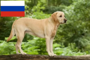 Přečtete si více ze článku Chovatelé labradorů a štěňat v Rusku