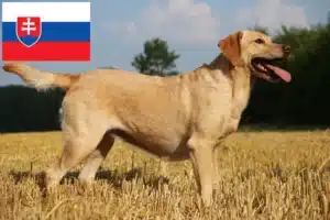 Přečtete si více ze článku Chovatelé labradorů a štěňat na Slovensku