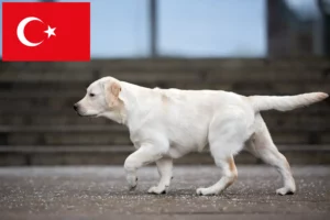 Přečtete si více ze článku Chovatelé labradorů a štěňat v Turecku