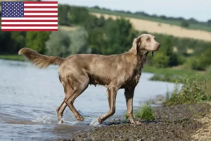 Přečtete si více ze článku Chovatelé výmarských ohařů a štěňat v USA