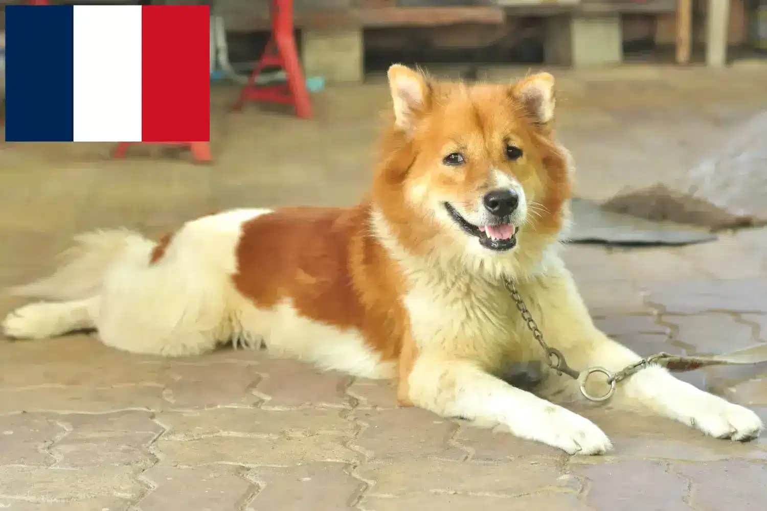 Přečtete si více ze článku Chovatelé thajských psů Bangkaew a štěňata ve Francii