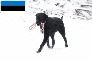 Přečtete si více ze článku Chovatelé a štěňata Curly Coated Retrieverů v Estonsku