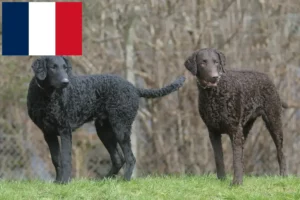 Přečtete si více ze článku Chovatelé a štěňata Curly Coated Retrieverů ve Francii