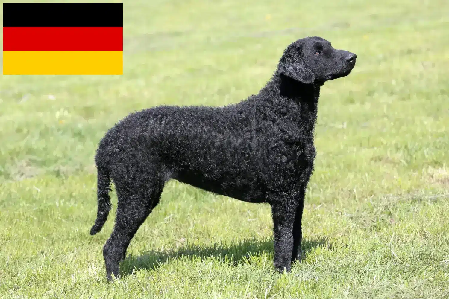 Přečtete si více ze článku Chovatelé a štěňata Curly Coated Retrieverů v Německu